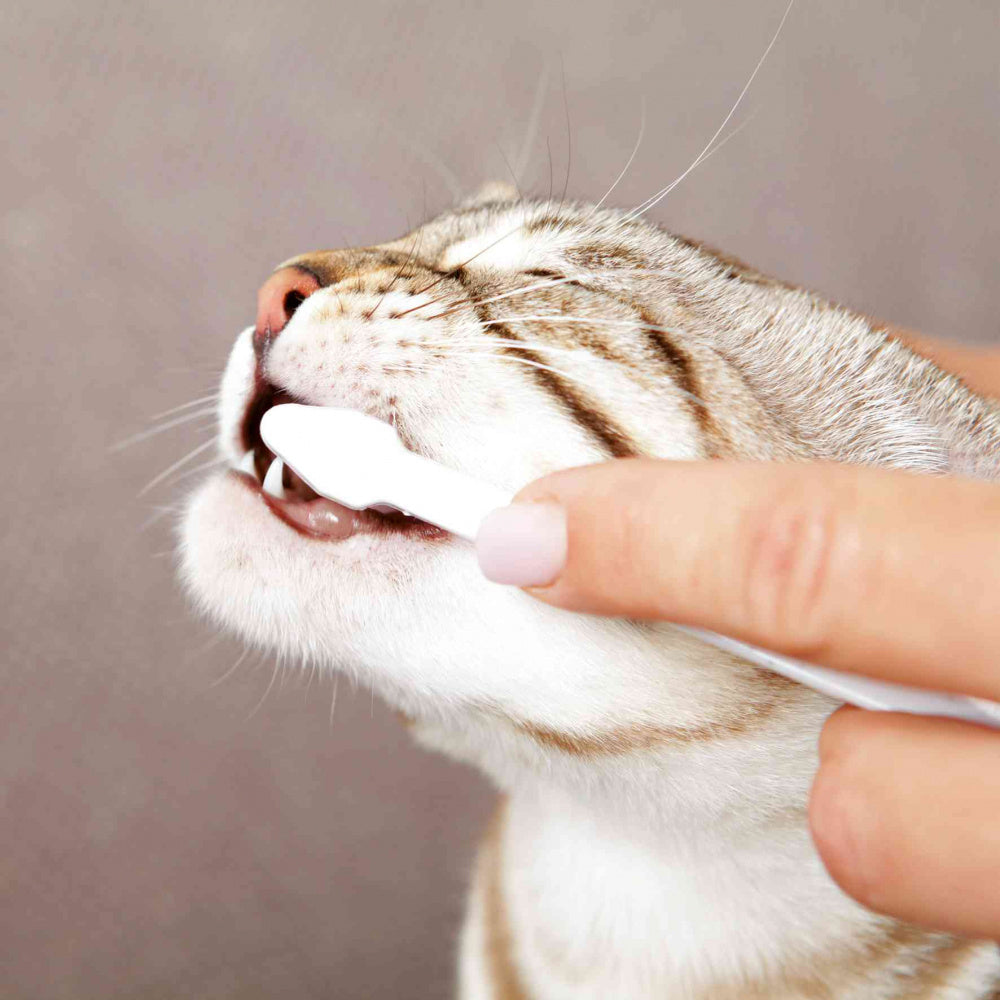 Conjunto de higiene dentária para gatos